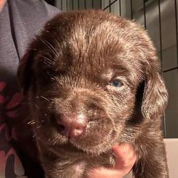 Dark Green Boy - Chocolate male Labrador Retriever puppy in Rock Hill, South Carolina from North Star Retrievers