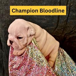 Ice Man - White male Bulldog puppy in Tremonton, Utah from Snuggle Pups