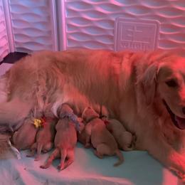 Golden Retriever Puppies from Gail’s Goldens