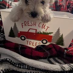 Miniature Schnauzer Puppies from Southern Charm Schnauzers