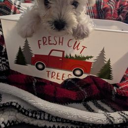 Miniature Schnauzer Puppies from Southern Charm Schnauzers