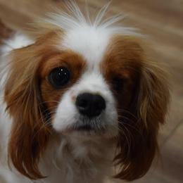 Cavalier King Charles Spaniel puppies from Moore Cavaliers