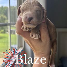 Blaze - Apricot male Goldendoodle puppy in Gastonia, North Carolina from Crowders Creek Doodles