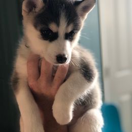 Pomsky Puppies from My Perfect Pomsky Pet
