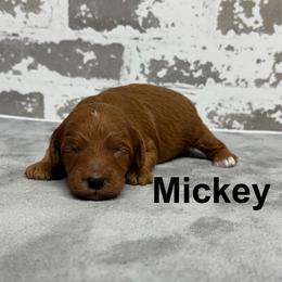 Mickey - Red  male Goldendoodle puppy in Nortonville, Kentucky from Deb’s KY Doodles
