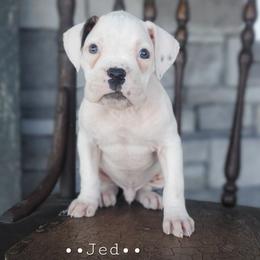 Jed - White male Boxer puppy in Newville, Pennsylvania from Zimmerman's Pets