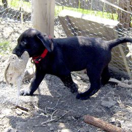 Labrador Retrievers from Thundernbuck Labs