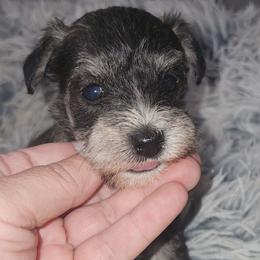 Zip(smallest) - Salt and pepper male Miniature Schnauzer puppy in Ferndale, Washington from Blackhorse Schnauzers Washington state