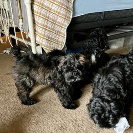 Schnoodle Puppies from Roux's Munchkins