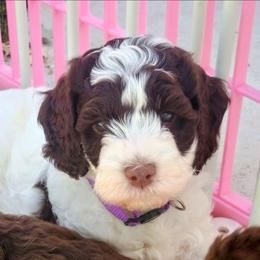 Lucy - Chocolate female Australian Labradoodle puppy in Atascadero, California from Classic Poodles and Doodles