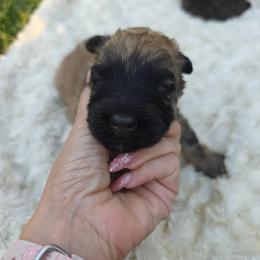 Boy 4 - Fawn male Bouvier des Flandres puppy in Marionville, Missouri from Sandbox Puppies