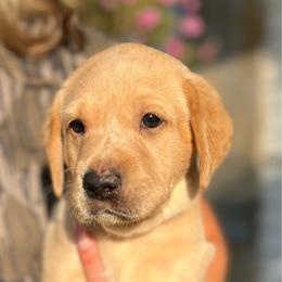Brown - Yellow male Labrador Retriever puppy in Dennis, Mississippi from Outlaw Ridge Kennels