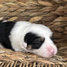 Candy - Black and tan female Pembroke Welsh Corgi puppy in Muldrow, Oklahoma from Dean’s Rustic Ranch Corgis and Horses