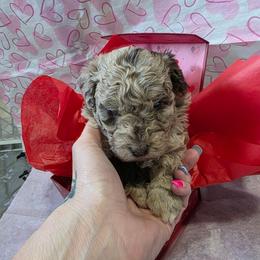 Spark - Red merle female Aussiedoodle puppy in Loveland, Colorado from A&L Ranch Aussiedoodles