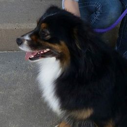 Skye - Miniature American Shepherd