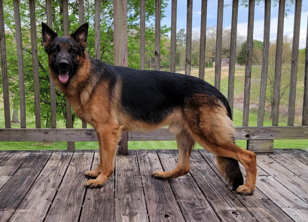 German Shepherd Puppies from Persevere Kennels