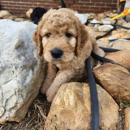 Goldendoodle Puppies from Hadie's Doodles