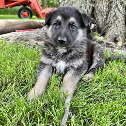 German Shepherd Puppies from Bear Lake Shepherds