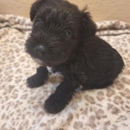 Cole - Black male Miniature Schnauzer puppy in Warrenville, South Carolina from All Paws Pet Resort