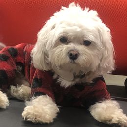 Henry - Maltese