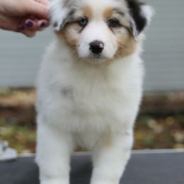 "8 week photo shoot and evaluations!" Australian Shepherd Puppies from Mezzo Australian Shepherds