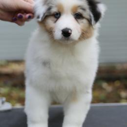"8 week photo shoot and evaluations!" Australian Shepherd Puppies from Mezzo Australian Shepherds