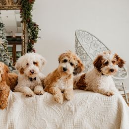 Australian Labradoodles from JNB Stables