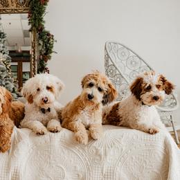 Australian Labradoodles from JNB Stables