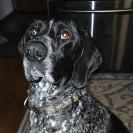 Abby - German Shorthaired Pointer