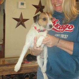 Eva - Parson Russell Terrier