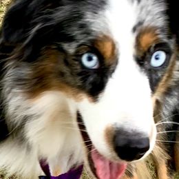 Miniature American Shepherds, Miniature Australian Shepherds, and Toy Australian Shepherds from Pawesome Lil Aussies
