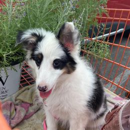Shetland Sheepdogs and Toy Shetland Sheepdogs from Empire Shelties Ohio