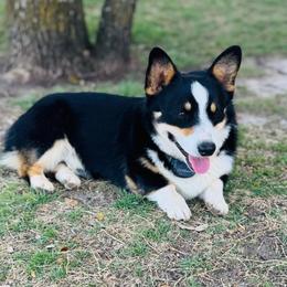 Ace - Pembroke Welsh Corgi