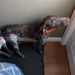Dixi - German Shorthaired Pointer