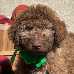 Boone - Chocolate male Labradoodle puppy in St George, Utah from Terra's Swann's Kennels