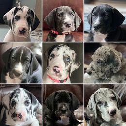 Great Dane Puppies from Majestic Giants Great Danes