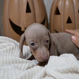 Girl 5 - Fawn (isabella) and tan female Dachshund puppy in Jurupa Valley, California from Divine Doxies