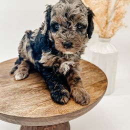 Goldendoodle Puppies from Posh Paws Puppies