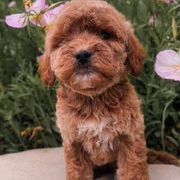Bella - Apricot female Goldendoodle puppy in Temecula, California from Country Hills Doodles