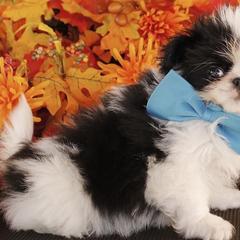 Japanese Chins from Njoy Japanese Chin