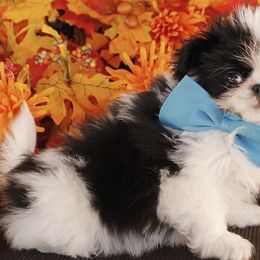 Japanese Chins from Njoy Japanese Chin