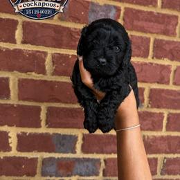 Charlie - Black male Cockapoo puppy in Mobile, Alabama from Ace of Spades Yorkies
