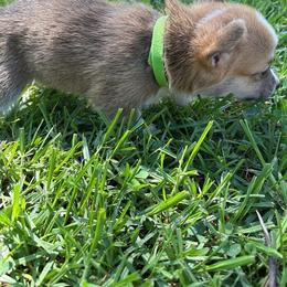 Yoshi (AKC) - Red male Pembroke Welsh Corgi puppy in Loma Linda, California from Osorio’s Corgis