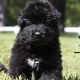 Ace - Black male German Shepherd puppy in Canton, Texas from WILDWOOD GERMAN SHEPHERDS