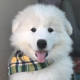 Samoyed Puppies from Morning Star Samoyeds