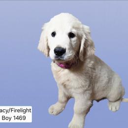 Lacy Boy 4 - Light golden male Golden Retriever puppy in Niles, Michigan from Family Raised Goldens