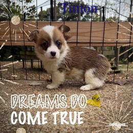 Timon - White and red male Pembroke Welsh Corgi puppy in Athens, Alabama from Southern Sass Corgis