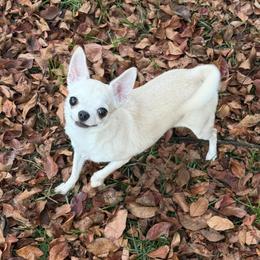 Bliss - Fawn female Chihuahua puppy in Orlando, Florida from Destiny Chihuahuas