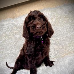 Annabelle - Chocolate female Labradoodle puppy in Spur, Indiana from Purple Heart Canines