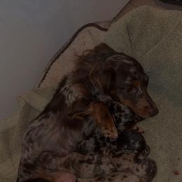 Lucky - Dapple female Dachshund puppy in Ridgeville, Indiana from McCord’s Standard Aussies